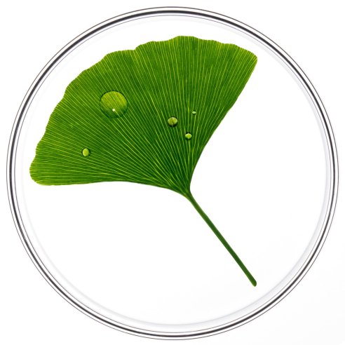 PHYTOCYANE ANTICAIDA REACIONAL MUJER PHYTO 12 AMP